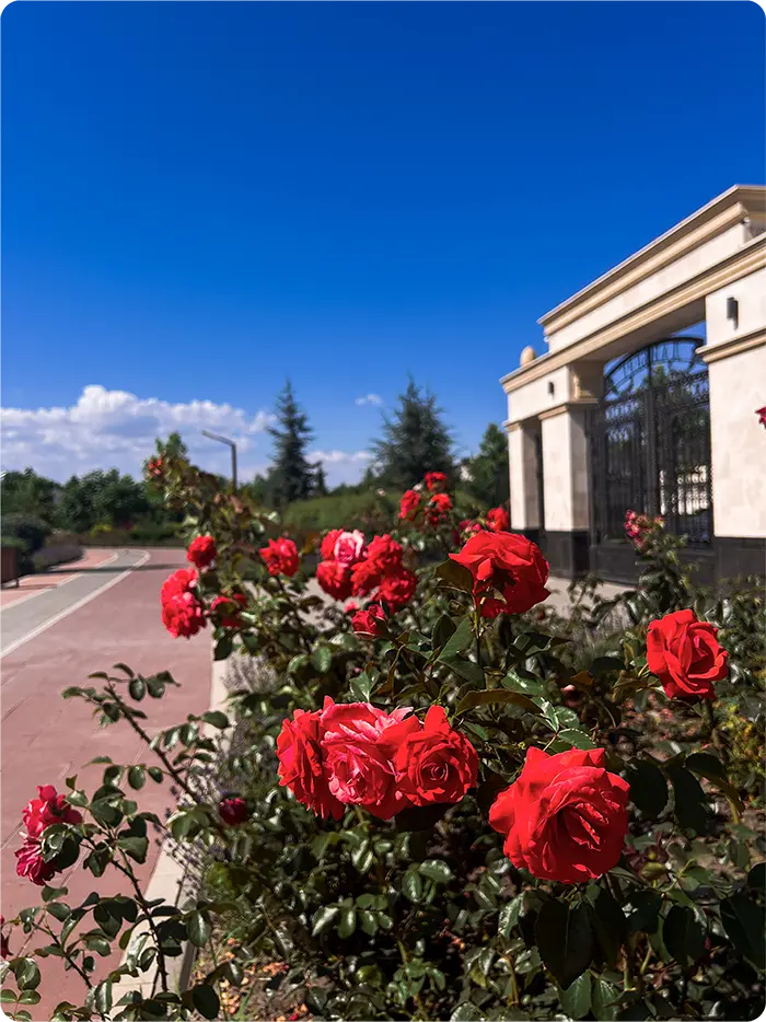 про Дайберг троянди