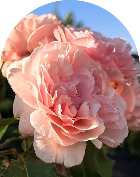 про Дайберг 